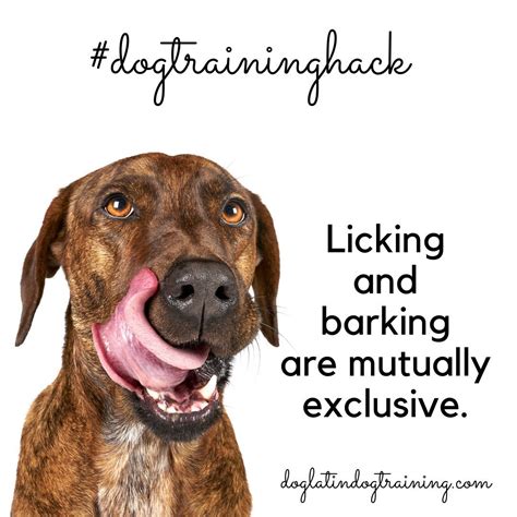 how to say dog in latin