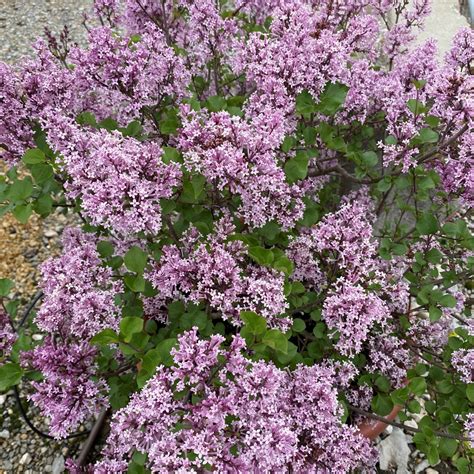 Lilac, Dwarf Korean | Firehouse Nursery