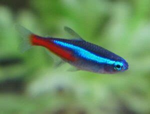 7 Best Glowlight Tetra Tank Mates To Pick From - Tetra Fish Care