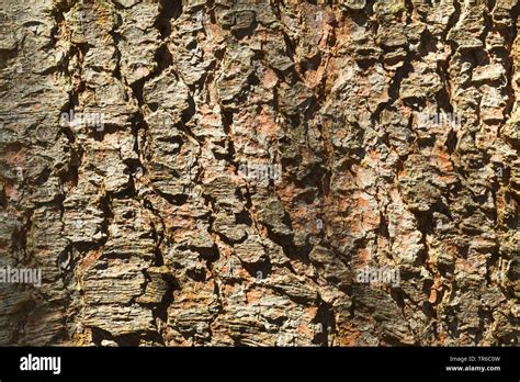 Norway Spruce Picea Abies Bark Germany Stock Photo Alamy