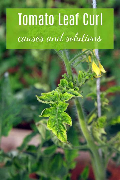 Best 13 Tomato Leaf Curl: Virus, Causes and Remedies For Tomato Leaves