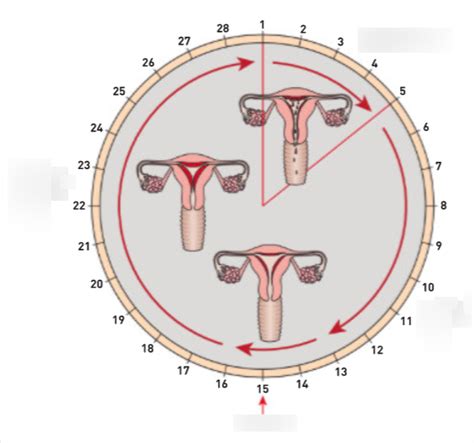 Naturfagsprøve kap 7 og 8 Pubertet sex og svangerskap del 5 Diagram Quizlet