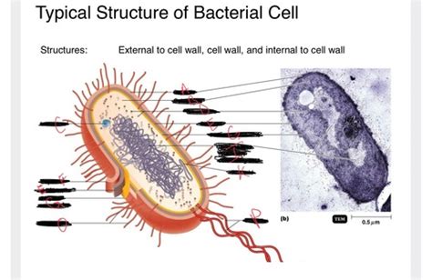 Functional Anatomy Of Prokaryotic Cells Flashcards Quizlet