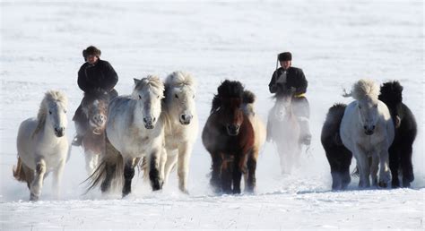 Winter Festival - Meg Mongolia