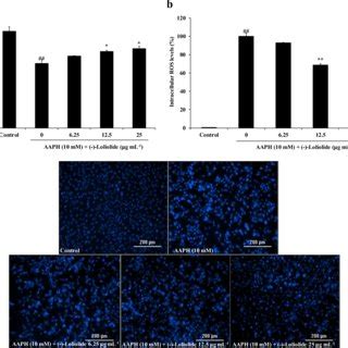 Protective Effects Of Loliolide On Reactive Oxygen Species Ros