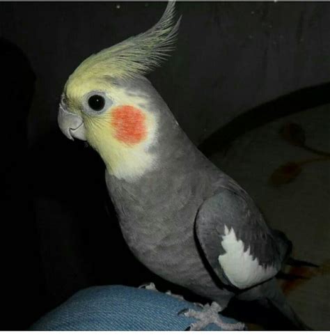 Попугай корелла шеки - 74 фото