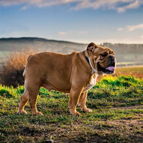 Bulldog Dog Breed Information | Purina UK