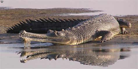 Save the Highly Threatened Gharials | TechGape