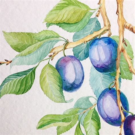 Дерево Слива Картинки Для Детей — Картинки фотографии