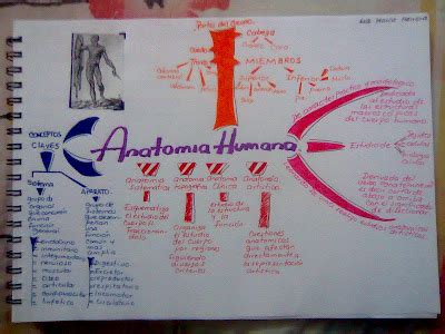 Mapa Mental De Anatomia Fisiolog A E Higiene Anatom A Fisiolog