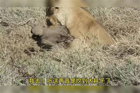 母狮子不辞辛苦刨开疣猪洞！好不容易制服疣猪，鬣狗却前来蹭饭！猪洞制服鬣狗