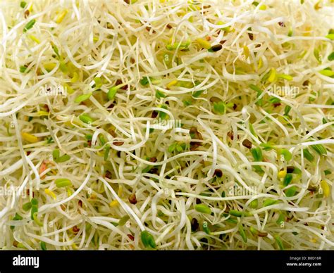 Alfalfa Bean Sprouts Stock Photo Alamy