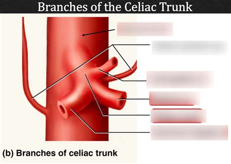 Branches Of The Celiac Trunk Diagram Quizlet