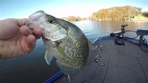 Five Jig Colors For Fall Crappie Youtube