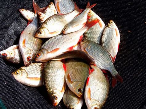 Тарань: описание, распространение, образ жизни и способ ловли - FishingWiki