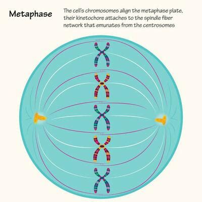Metaphase Vector Art, Icons, and Graphics for Free Download