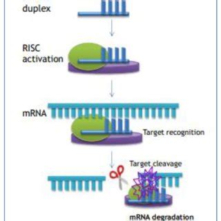 siRNA-mediated gene silencing from Cavallaro et al. Review (Cavallaro ... 