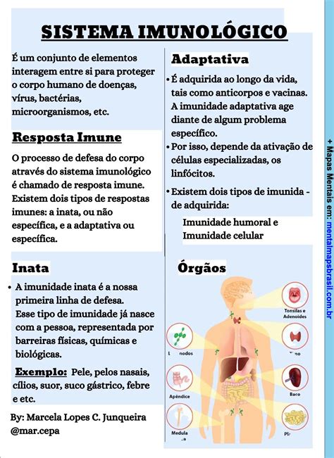 Quais São As Funções Do Sistema Imunológico - Planilha Do Sistema Imunologico Humano