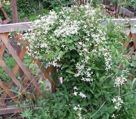 Вертикальное озеленение