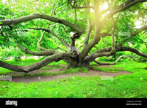 Juglans mandshurica, the Manchurian walnut tree. The Tsytsin Main ...