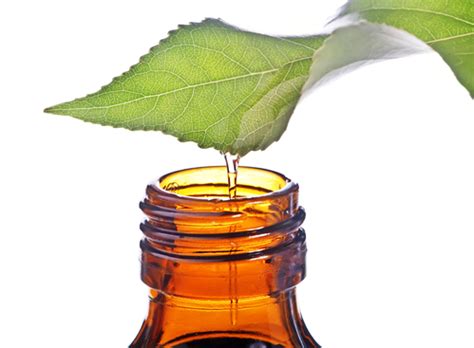 Ingredient Spotlight: Davana - Plant Guru