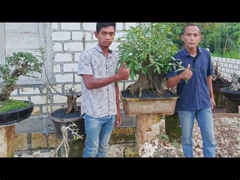 REVIEW BAHAN BONSAI 25 K BAWA PULANG BAHAN DI SINI M HERU 0889 8911