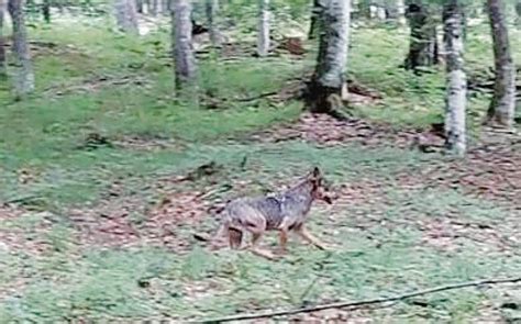 Lassessore e lincontro ravvicinato con un lupo È sbucato dal bosco