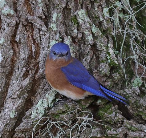 Male Eastern Bluebird On Hogeye Pathway In The Villages - Villages-News.com