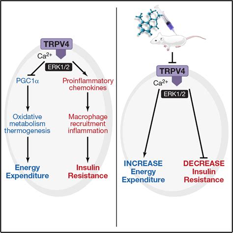 Trpv4 Is A Regulator Of Adipose Oxidative Metabolism Inflammation And