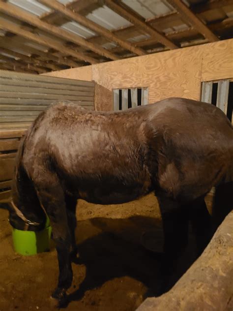 stateline animal clinic 7