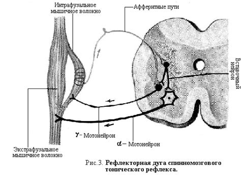 Новосибирский медицинский институт