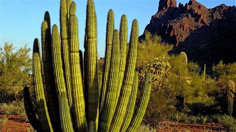 Cactus Desert Nature Plants HD Wallpaper Wallpaperbetter