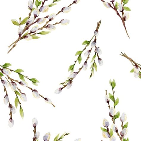 Watercolor Pussy Willow Pattern Royalty Free Vector Image