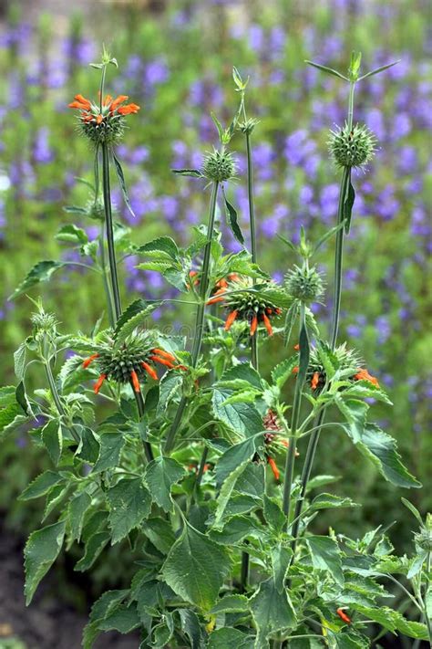 Lion S Ear Or Leonotis Nepetifolia Flowers In A Garden Stock Image