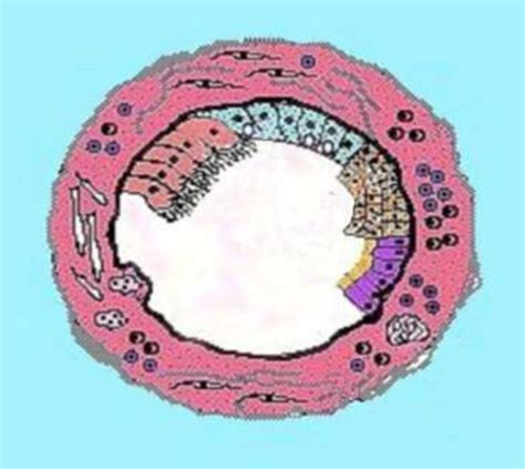 Oral Diseases 11 Cysts Flashcards Quizlet