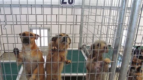 Petition · Make All Shelters No Kill Shelters United States ·