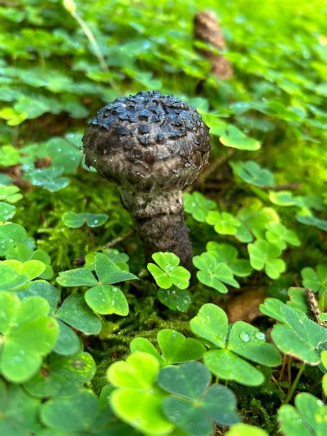 Letzte Kurze Juli Tour Phylloporus Pelletieri Pilzbestimmung U