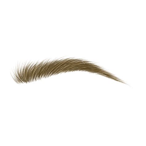 Eyebrow Realistic Style Brown Eyebrow Hair Realistic Png Transparent