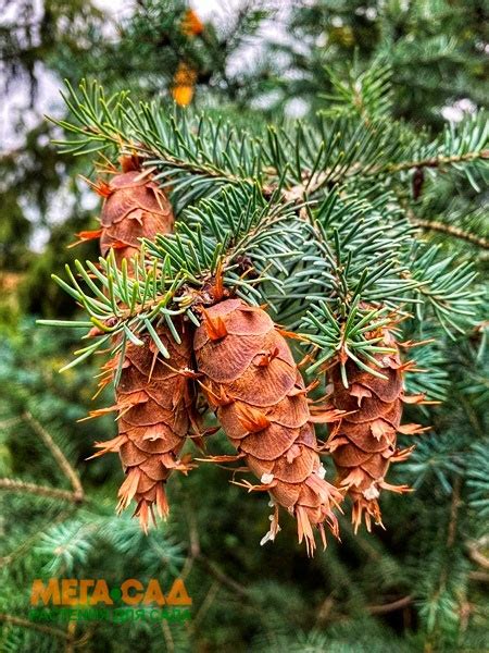 Псевдотсуга Мензиса саженцы купить в СЦ "Мега-сад"