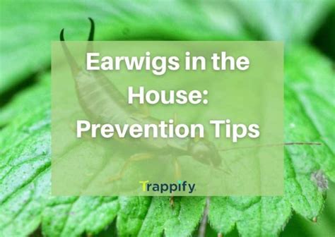 Earwigs In The House Prevention Tips