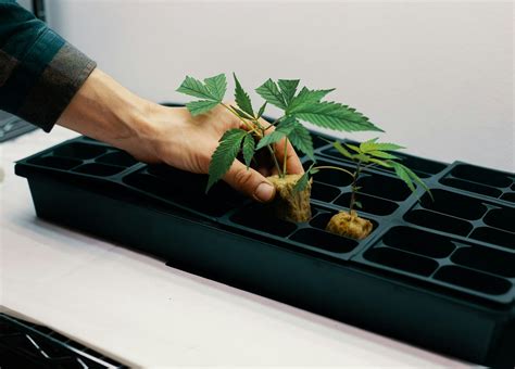 How To Clone Weed Plants: The Ultimate Guide | Herb