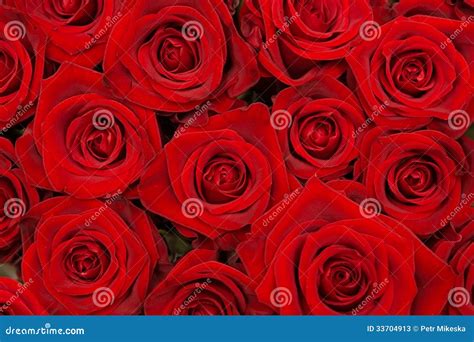 Grupo De Rosas Vermelhas Bonitas Imagem De Stock Imagem De Jardim