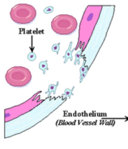 Blood Clotting Flashcards Quizlet