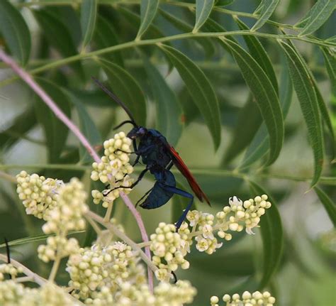 hola: Tarantula Hawk Wasp