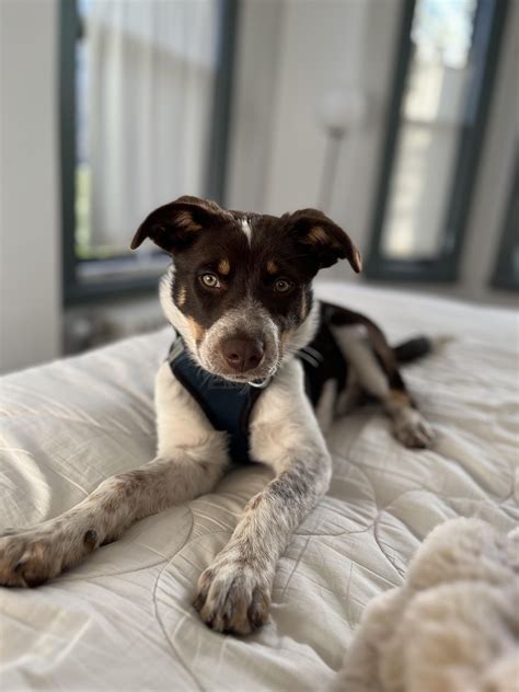 Meet our Aussie-mix girl, Moxie : r/AustralianShepherd