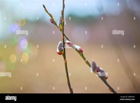 Flowering Branch Of Pussy Willow In The Spring Forest Selective Focus Blurred Background Stock