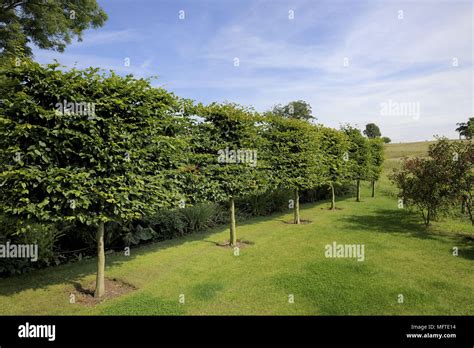 tree hedge  garden stock photo alamy