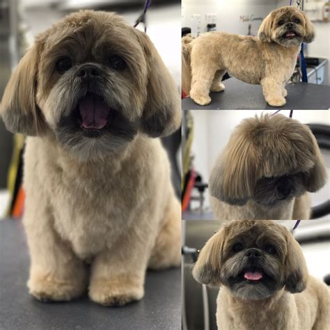 What Does A Shih Tzu Look Like Shaved at Lucas Thomason blog