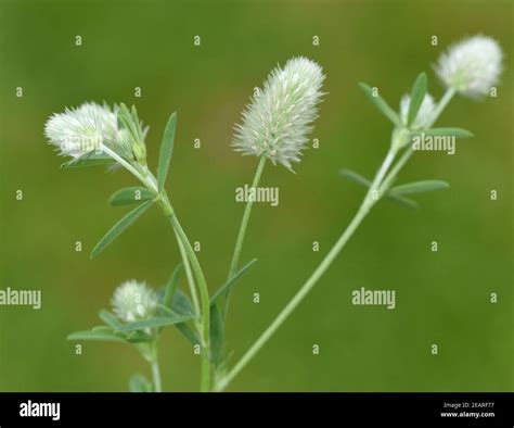 Trifolium Arvense Fotos Und Bildmaterial In Hoher Aufl Sung Alamy