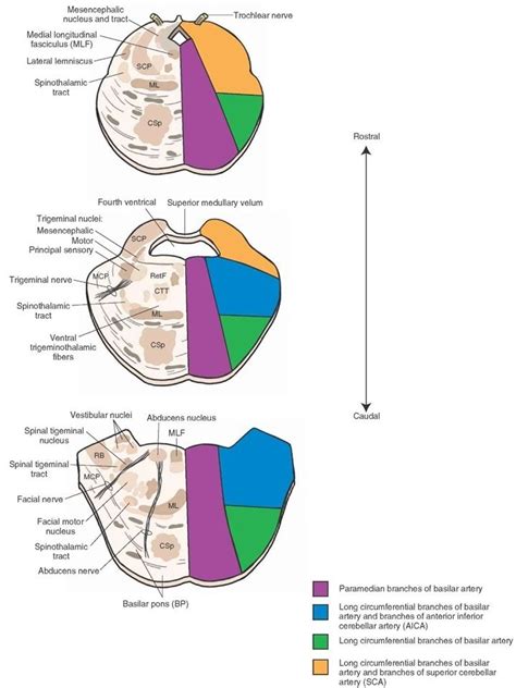 Arterial Supply Of The Pons Schematic Representation Important
